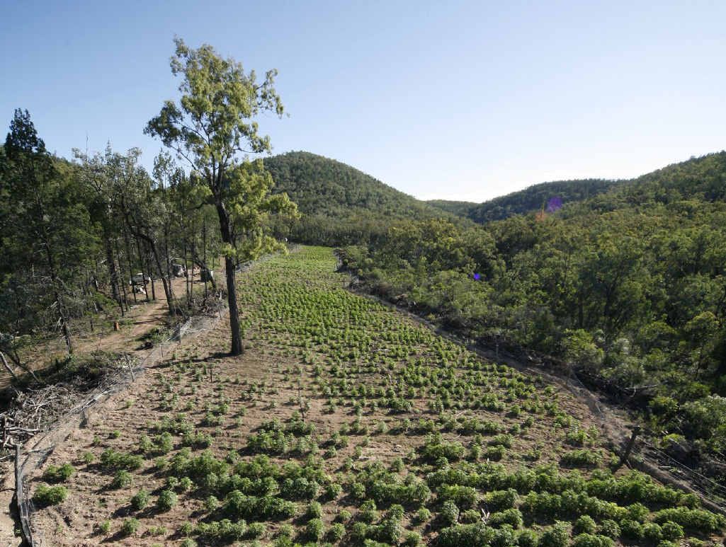 MASSIVE OPERATION: Part of the marijuana plantation found on the Inglewood district property Kinvarra in 2008, seen from the air.